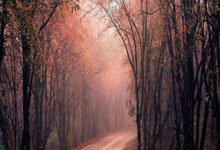 一场1-0！让英超大黑马狂欢：落后阿森纳4分要争2，7队争五差5分.